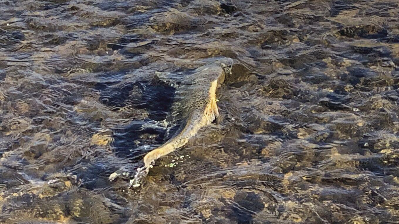 Seeing is believing – viewing Chinook salmon in Spencer Creek